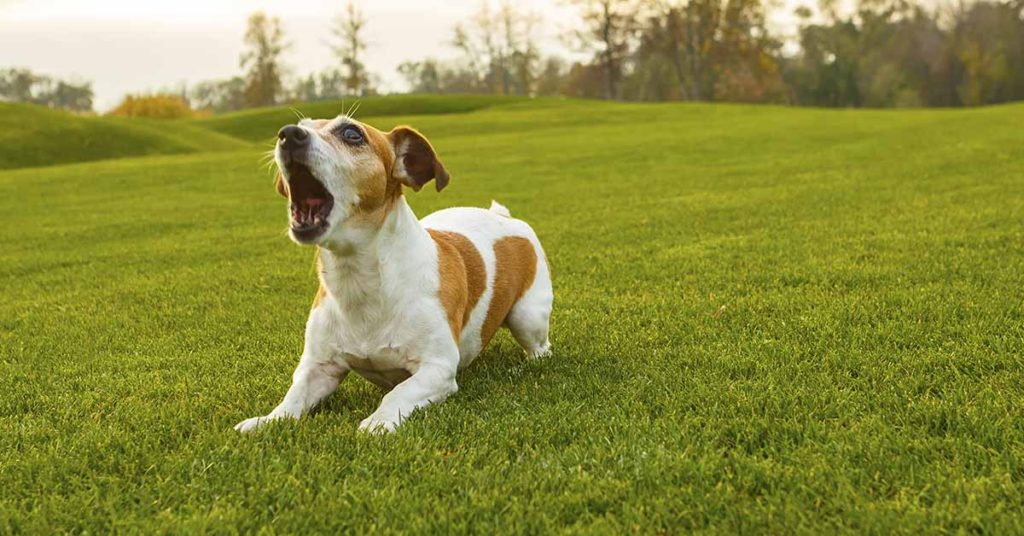 Man Who Suggested Removing Dog’s Vocal Cords No Longer With District Attorney’s Office - Featured image