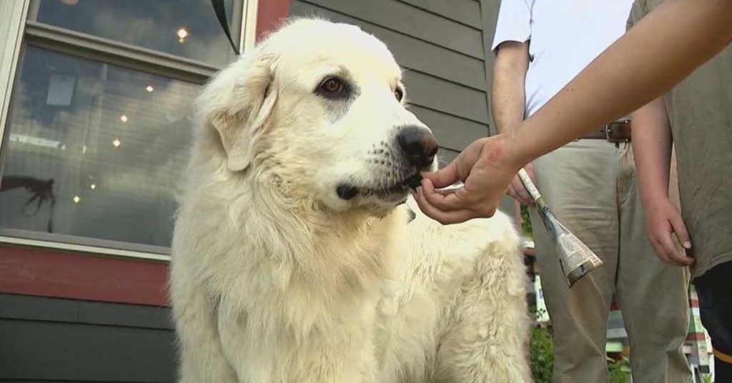 Man who suggested removing dog's vocal cords no longer with district a...