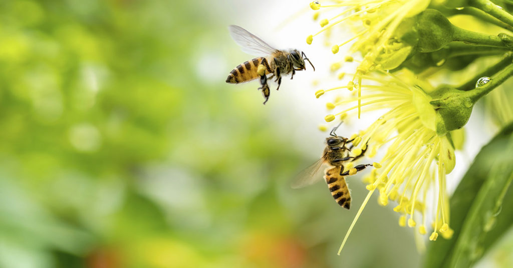 Bees Can Be Legally Considered Fish In California, Court Rules - Featured image