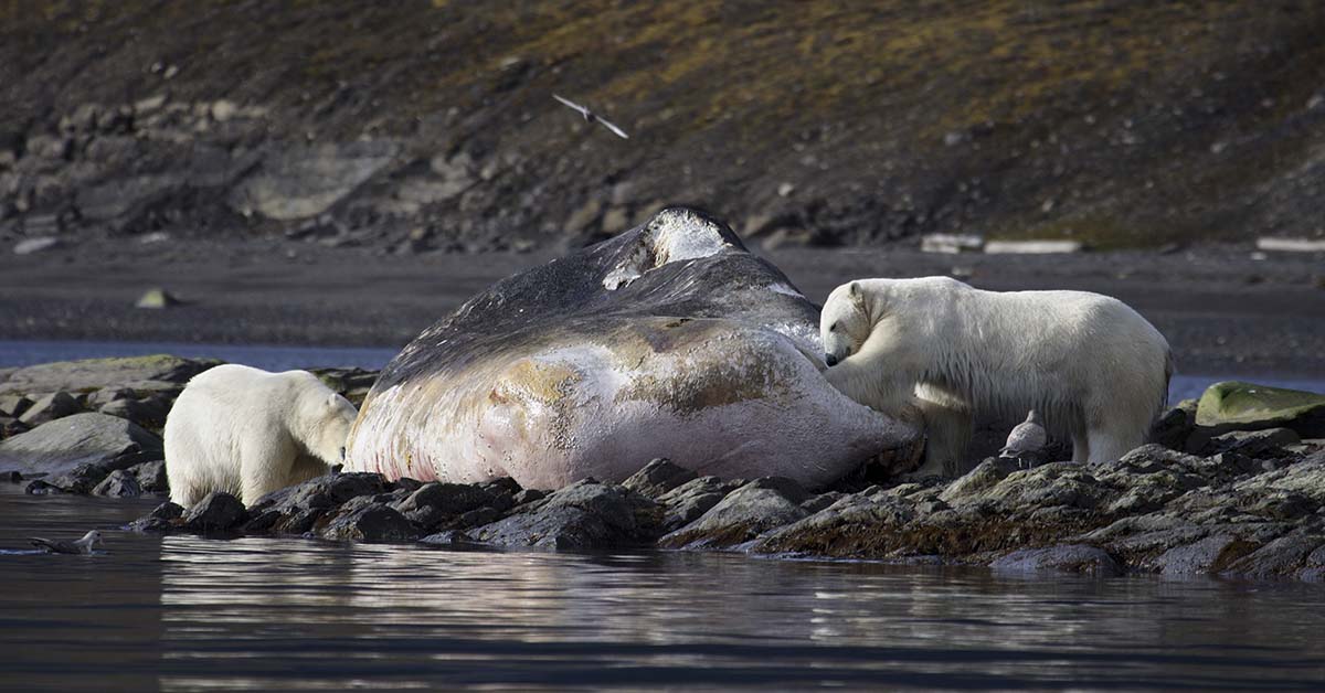 Polar bears feeding on washed up sperm whale