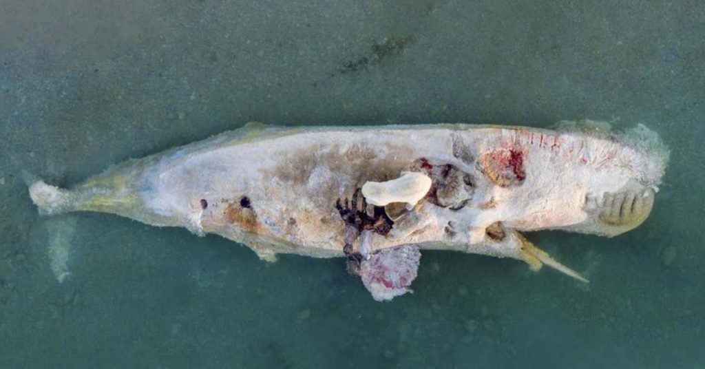 Polar bears caught feeding on a whale carcass in breathtaking photos