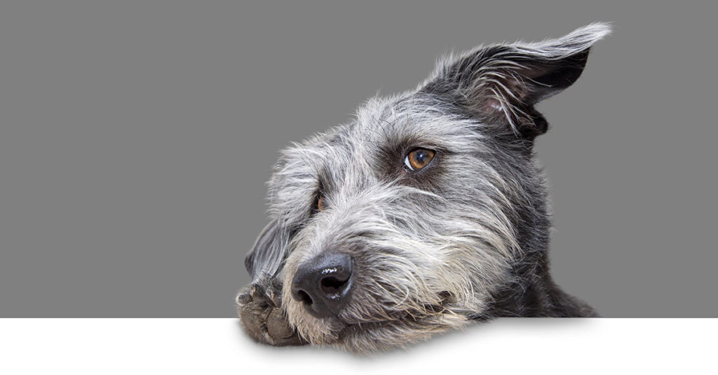 Dog tests positive for meth after walk - Featured image