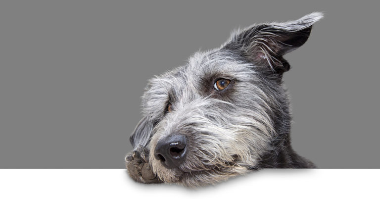 Dog tests positive for meth after walk - Featured image