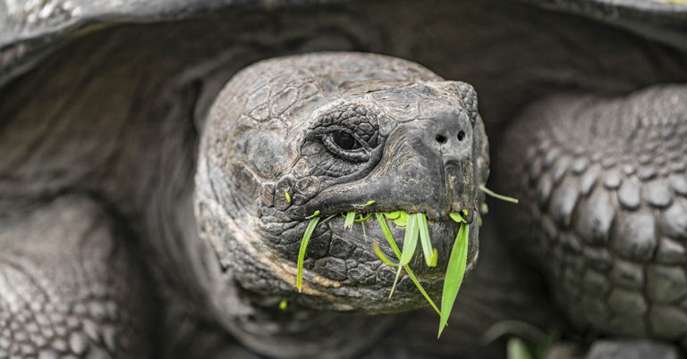 Galápagos Tortoise from Species Thought Extinct For 100 Years is Found - Featured image