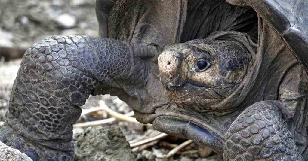 Galapagos Tortoise From Species Thought Extinct For 100 Years Is Found