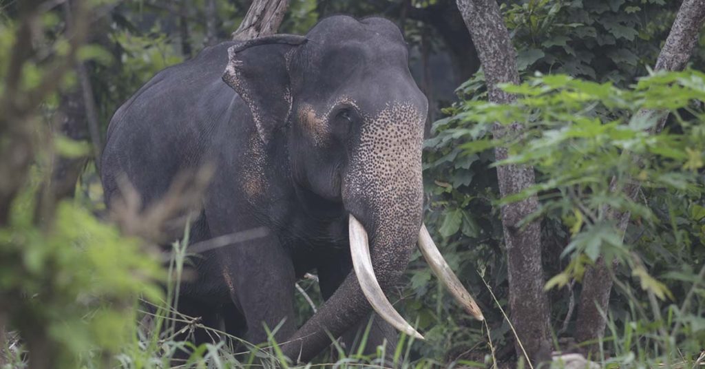 Elephant Kills Woman then Returns to Funeral and Tramples Corpse - Featured image