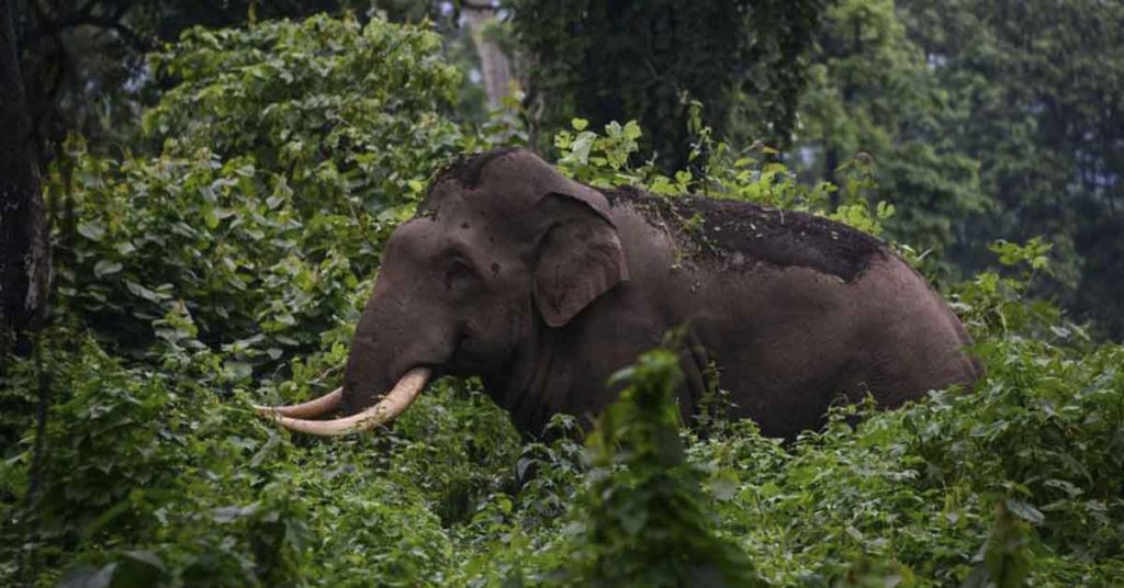 Elephant kills woman then returns to funeral and tramples corpse