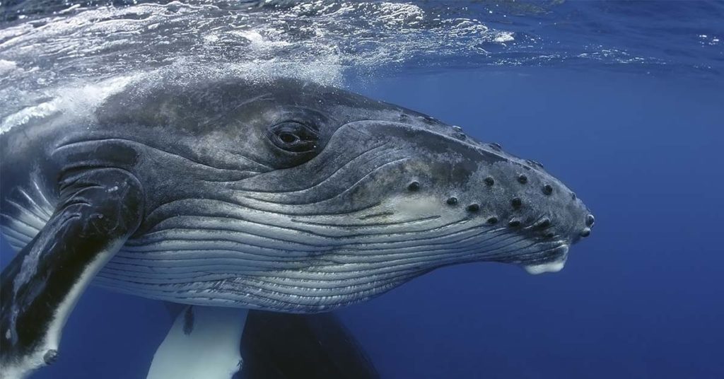 Man Describes Being Swallowed By Humpback Whale: “I’m Done, I’m Dead” - Featured image