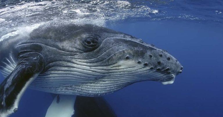 Man Describes Being Swallowed By Humpback Whale: “I’m Done, I’m Dead” - Featured image