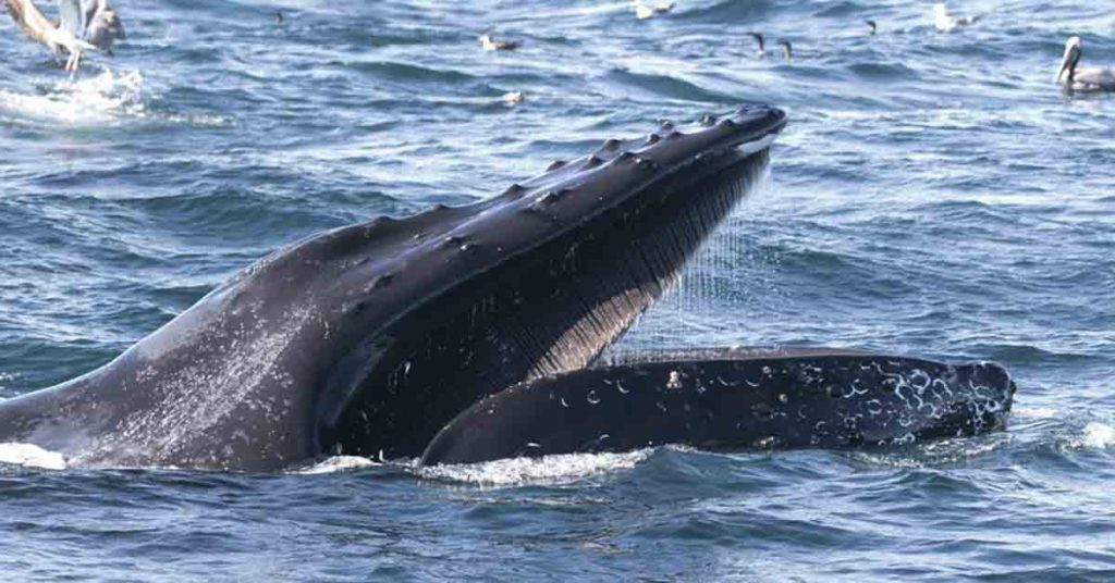 Man describes being swallowed by humpback whale: 