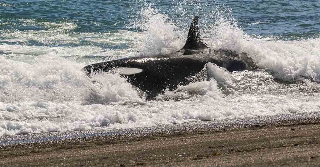 Good Samaritans pour water on beached killer whale until it can free itself - Featured image