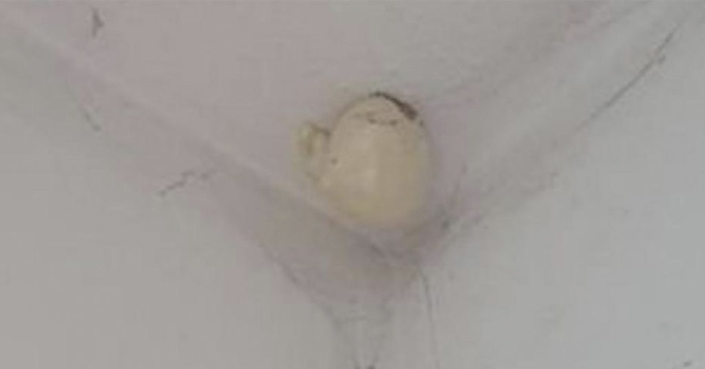 Woman Finds Mysterious 'Egg' In Her Home. Father In law Tells Her To G...