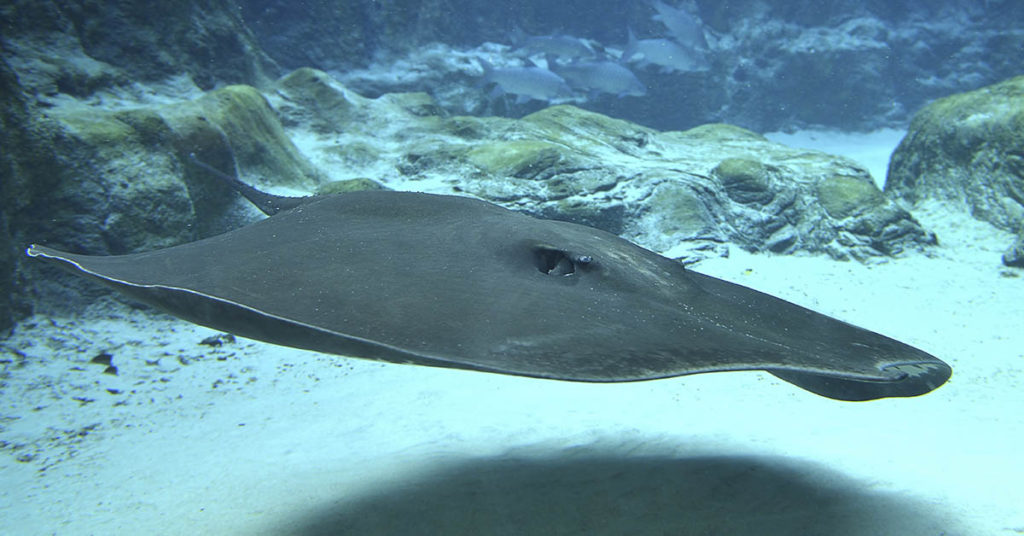 Largest freshwater fish ever caught hooked in Cambodia - Featured image