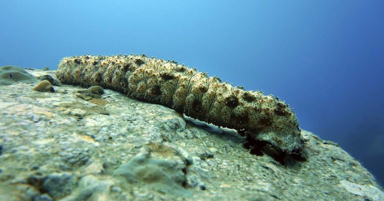 Sea cucumbers are so valuable that people are risking their lives diving for them - Featured image