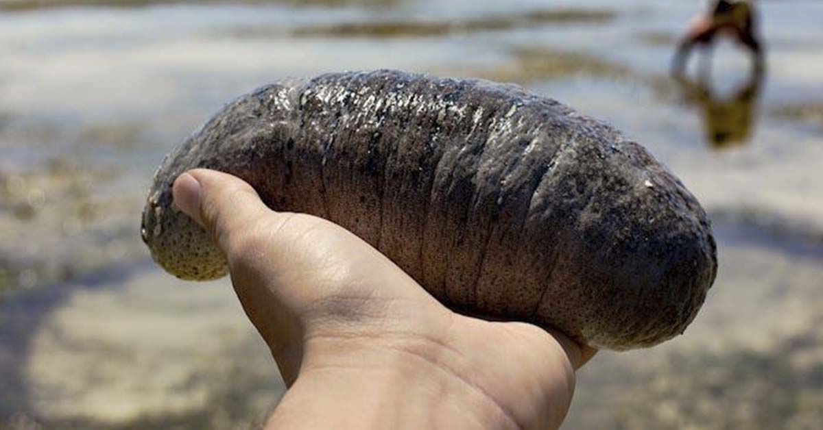 Sea cucumbers are so valuable that people are risking their lives
