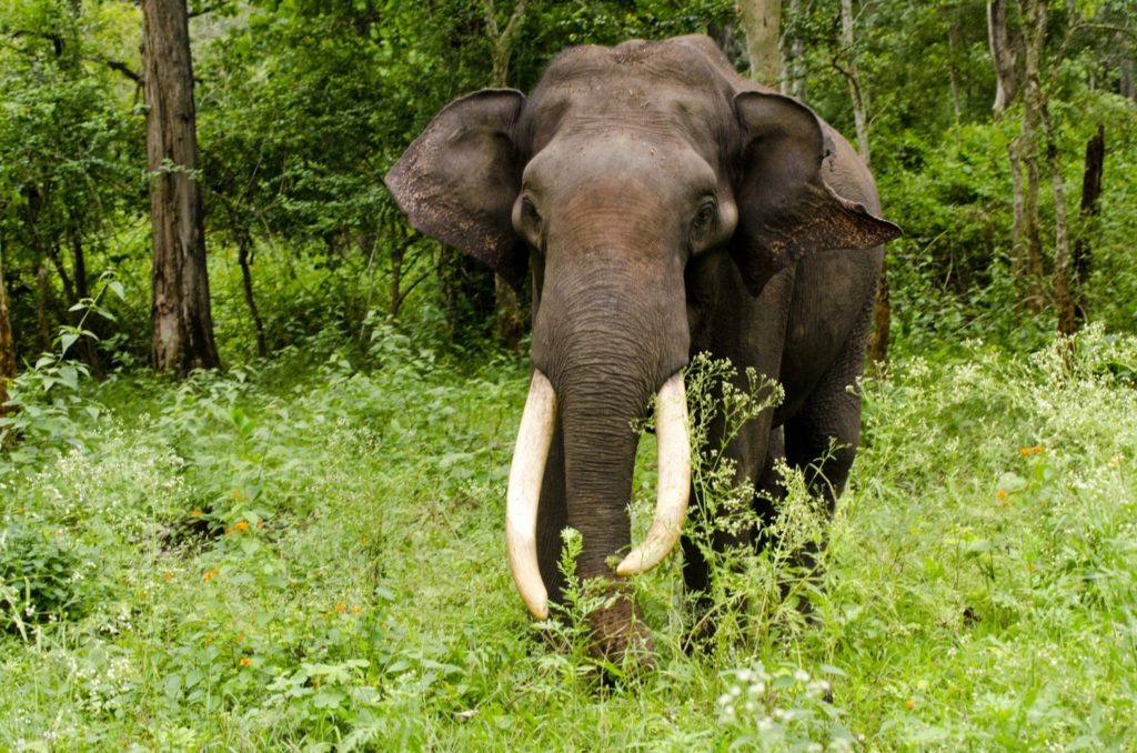 An Asiatic Elephant.