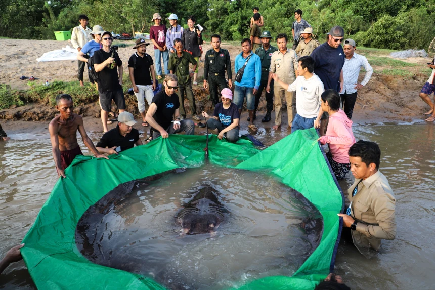 giant freshwater stingray discovered in Mekong