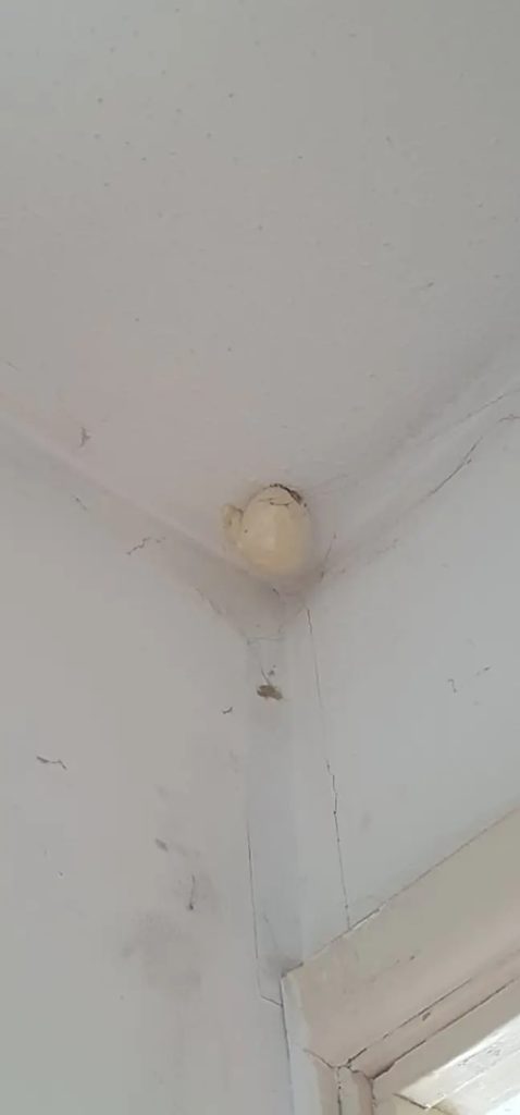 The mysterious egg-like object hanging from the roof.