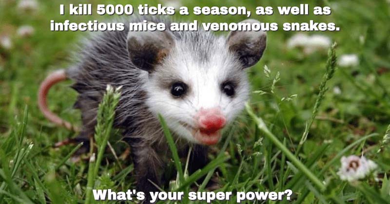 A Single Opossum Can Kill 5,000 Ticks In One Season, Which Spread Lyme...