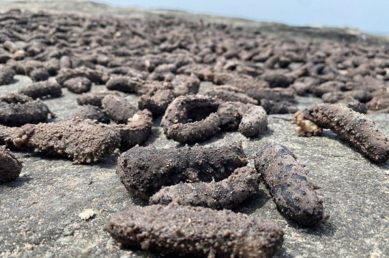 Sea cucumbers are so valuable that people are risking their lives