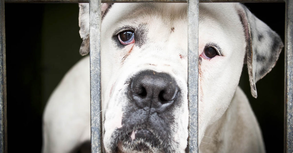 Justice For Caitlyn: Animal Abuser Spending 15 Years In Prison - Featured image