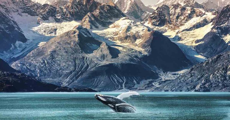 Whales Return to Antarctic Feeding Areas for First Time in Decades - Featured image