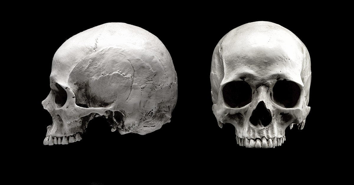 two human skulls in a profile and frontal view