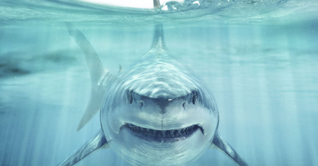 Florida Teen Has Leg Amputated After “Devastating” Shark Attack - Featured image