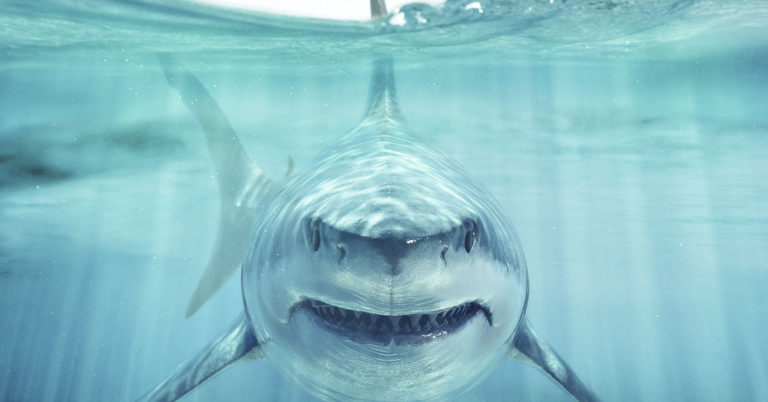 Florida Teen Has Leg Amputated After “Devastating” Shark Attack - Featured image