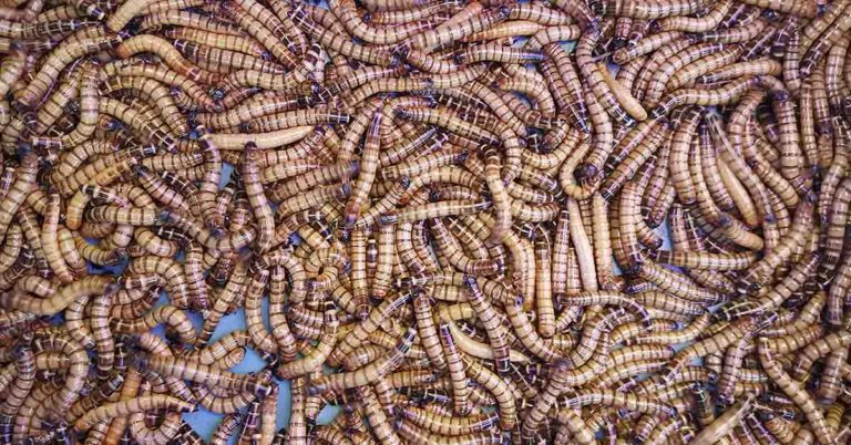 Scientists Discover Plastic-Eating Worms That Digest Styrofoam - Featured image