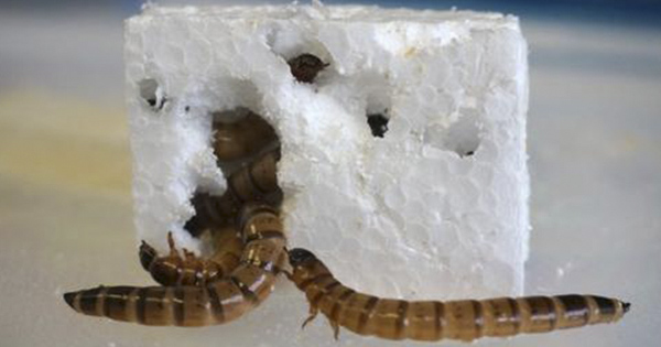 Scientists Discover Plastic-Eating Worms That Digest Styrofoam