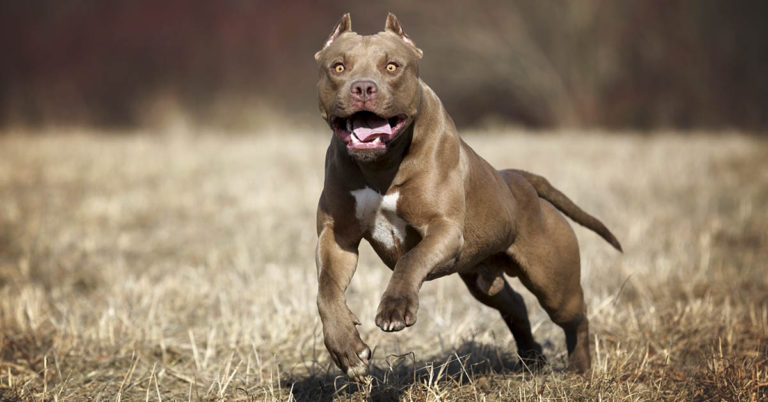 I slept with my beloved pit bull — until he tried to eat me alive - Featured image