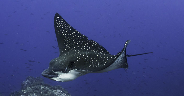 In Alabama, rare 400-pound spotted eagle ray jumps into boat, gives birth - Featured image