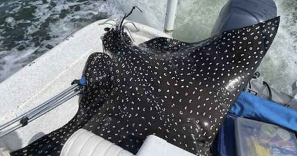 In Alabama, rare 400-pound spotted eagle ray jumps into boat, gives bi...