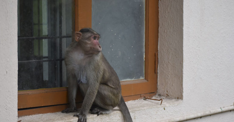 Japanese City Alarmed by Monkeys Trying to Snatch Babies, Clawing at Flesh - Featured image