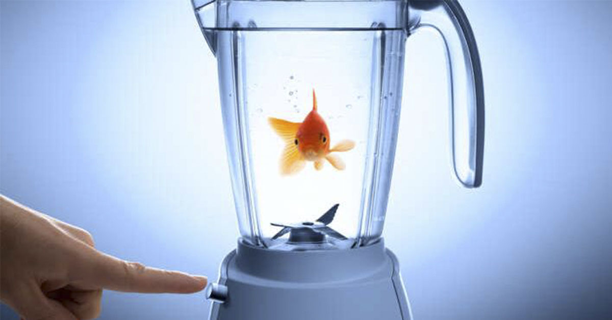 An Artist Placed Goldfish In Blenders And Asked Visitors To Turn Them