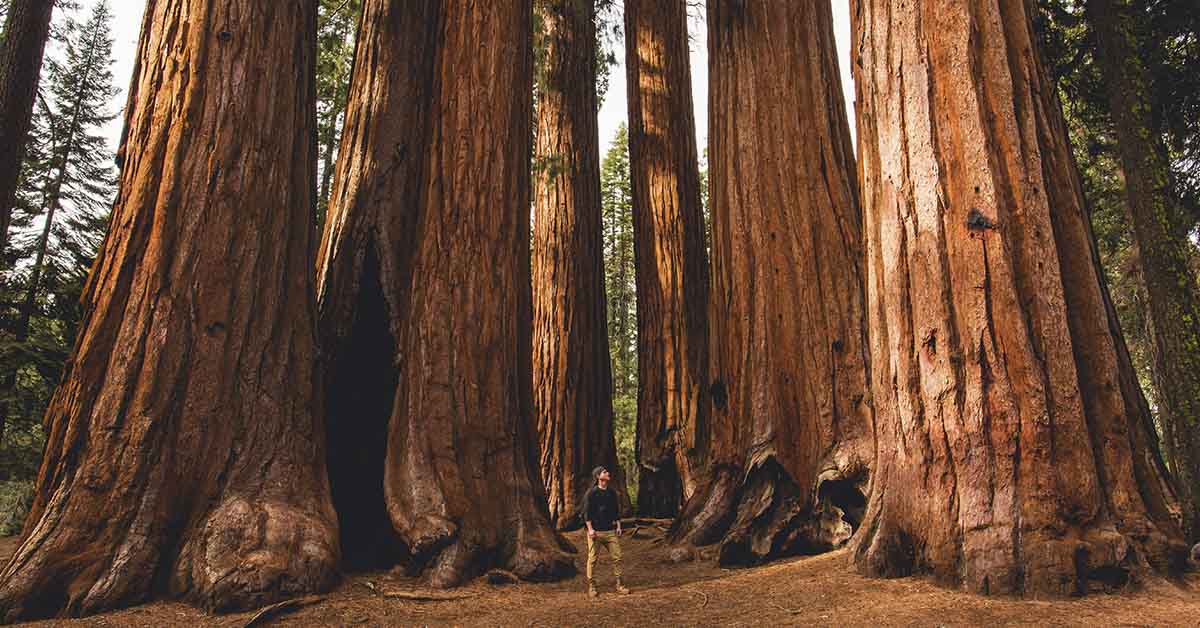 man standing near giant red wood trees
