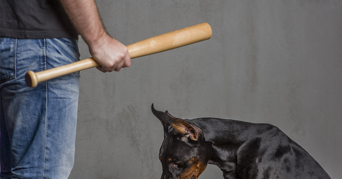 person holding bat threatening dog