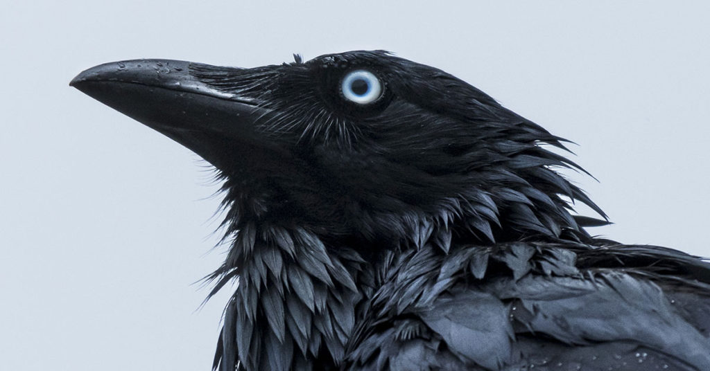 How to Befriend Crows and Turn Them Against Your Enemies The Premier