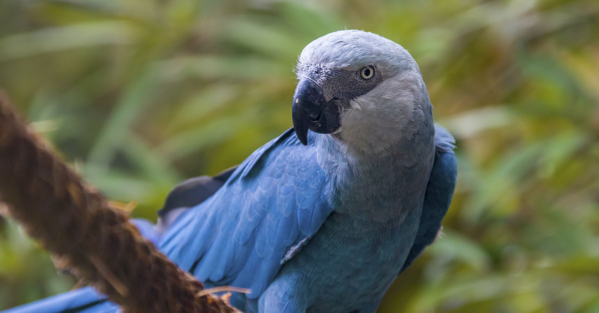 Spix’s blue macaw