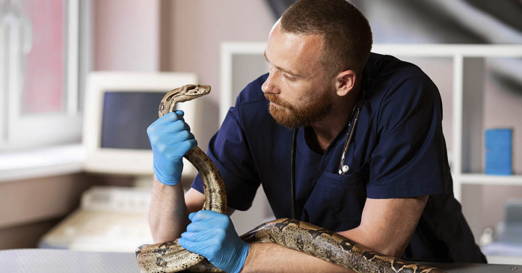 Madman Invents Robot Suit That Lets Snake Walk With Legs - Featured image