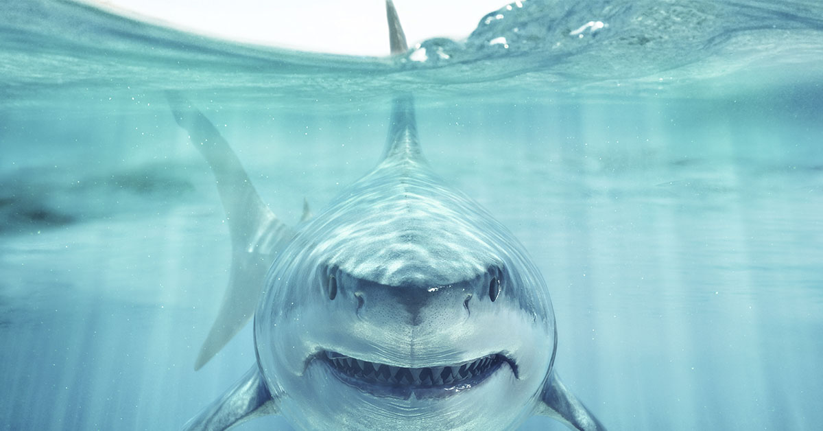 shark just below water