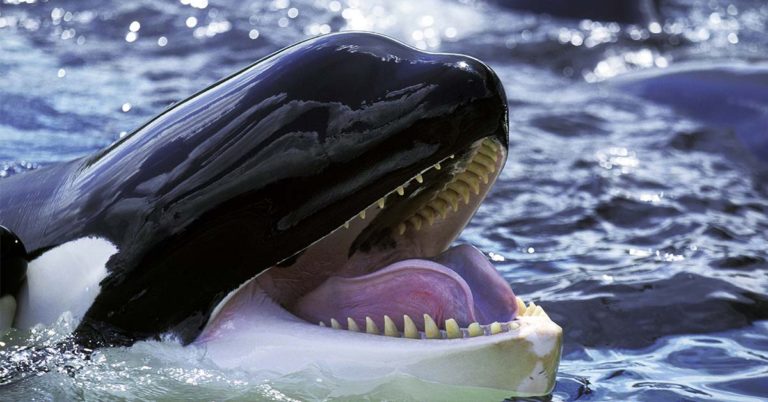 SeaWorld trainer yelled ‘my neck’s broken’ after being body slammed by most dangerous orca - Featured image