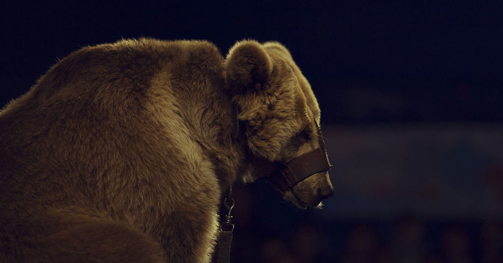 ‘Depressed’ circus bear attacks trainer in front of terrified audience - Featured image