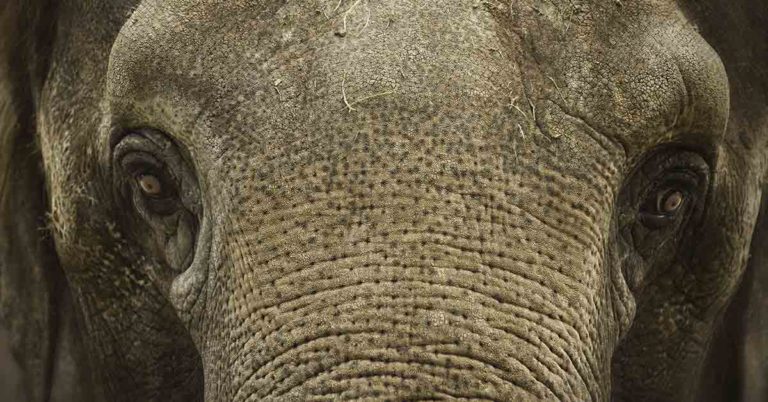Elephant Stabs Handler With Tusks Then Rips Them In Half After Being Given Heavy Workload In Extreme Heat - Featured image