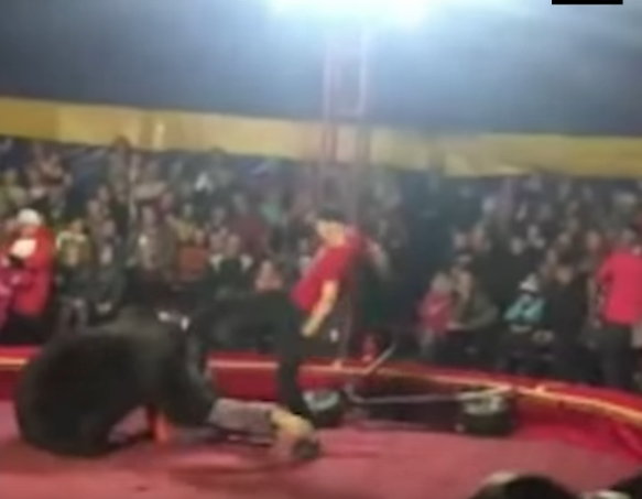 Circus bear attacks his trainer