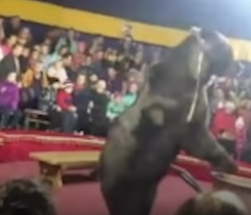 Circus bear made to perform tricks 