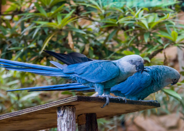 The Spix's macaw is a macaw native to Brazil. The bird is a medium-size parrot. 