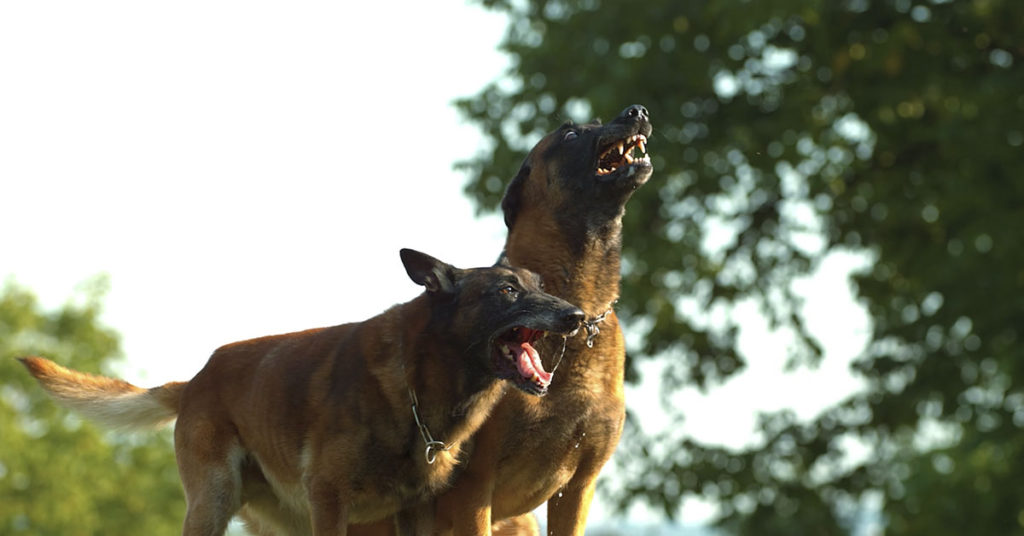 Postal carrier dies after 5 dogs mauled her when her delivery vehicle broke down - Featured image