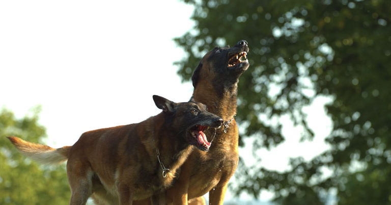 Postal carrier dies after 5 dogs mauled her when her delivery vehicle broke down - Featured image